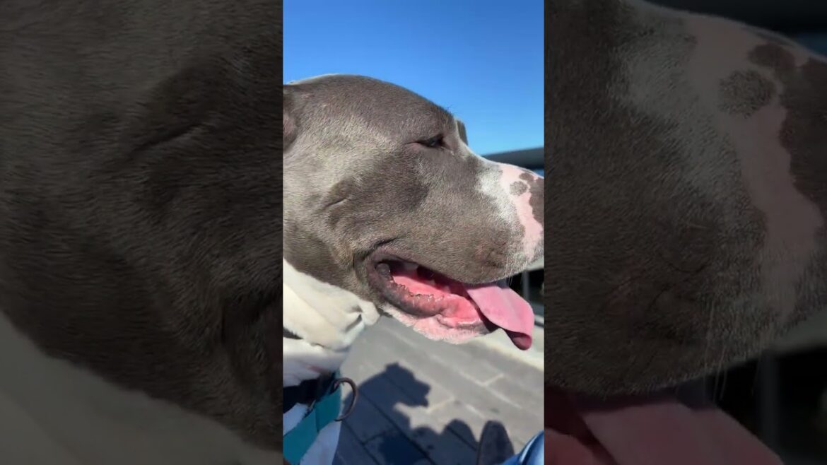 Meet 79039A Blue a Terrier, American Staffordshire currently available for adoption! 11/27/2024 12:4