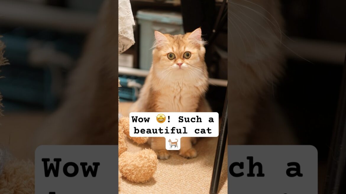 Welcome to the home of #catlover . Look, what a #cute #cat !🐈‍