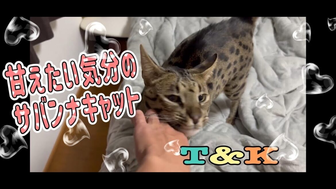 甘えたい気分のサバンナキャット 興奮状態はタヌキみたいな尻尾 甘えたい気分のサバンナキャット 興奮状態はタヌキみたいな尻尾