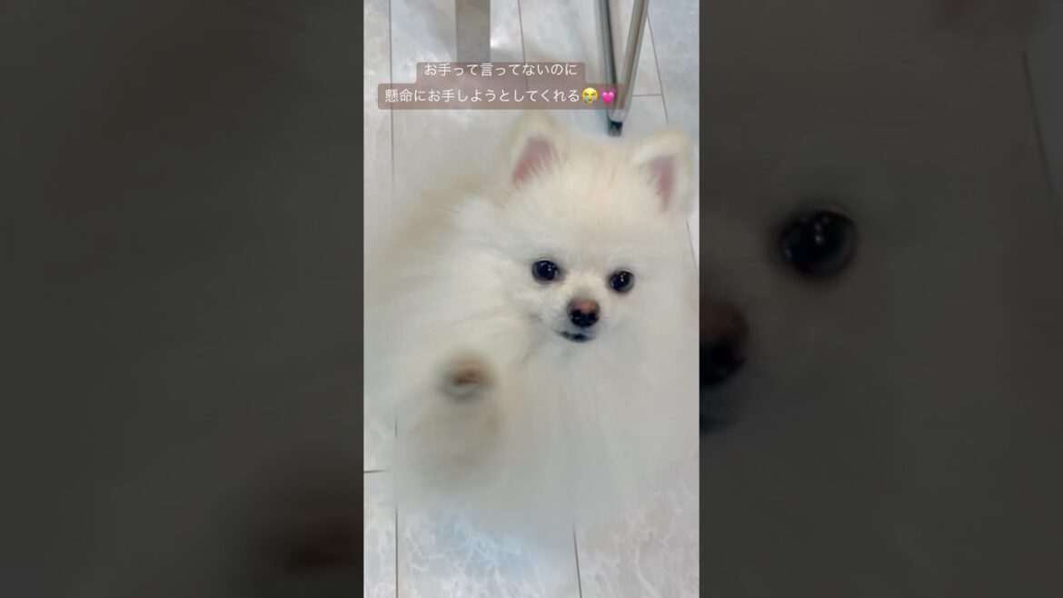 懸命にお手をしようとしてくれる健気なポメラニアンのハクさま😭💓💓💓#ポメラニアン #pomeranian #かわいい犬 #포메라니안  #お手