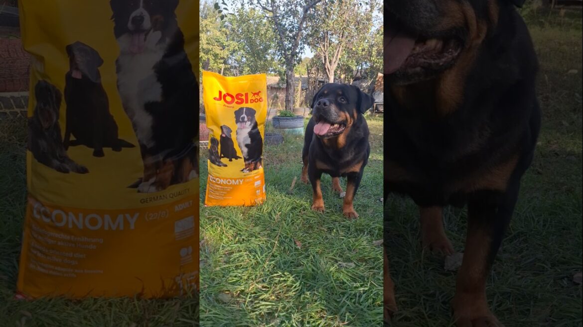 #ATHOS POWER AND STRONG OLD ♂️  MALE OF ROTTWEILER AT 9 YEARS AND DRY FOOD JOSI DOG ADULT BY JOSERA
