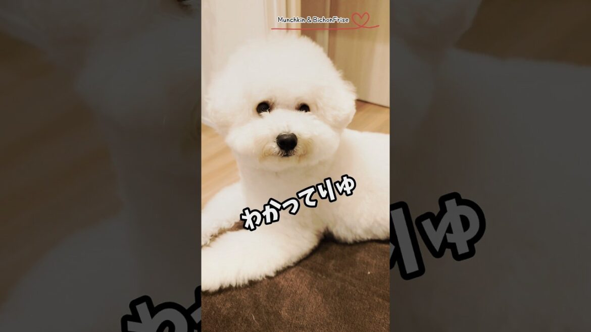 【ビションフリーゼ】💩はトイレでするんだよ！ 【犬と猫、両方飼ってると毎日かわいい♥】