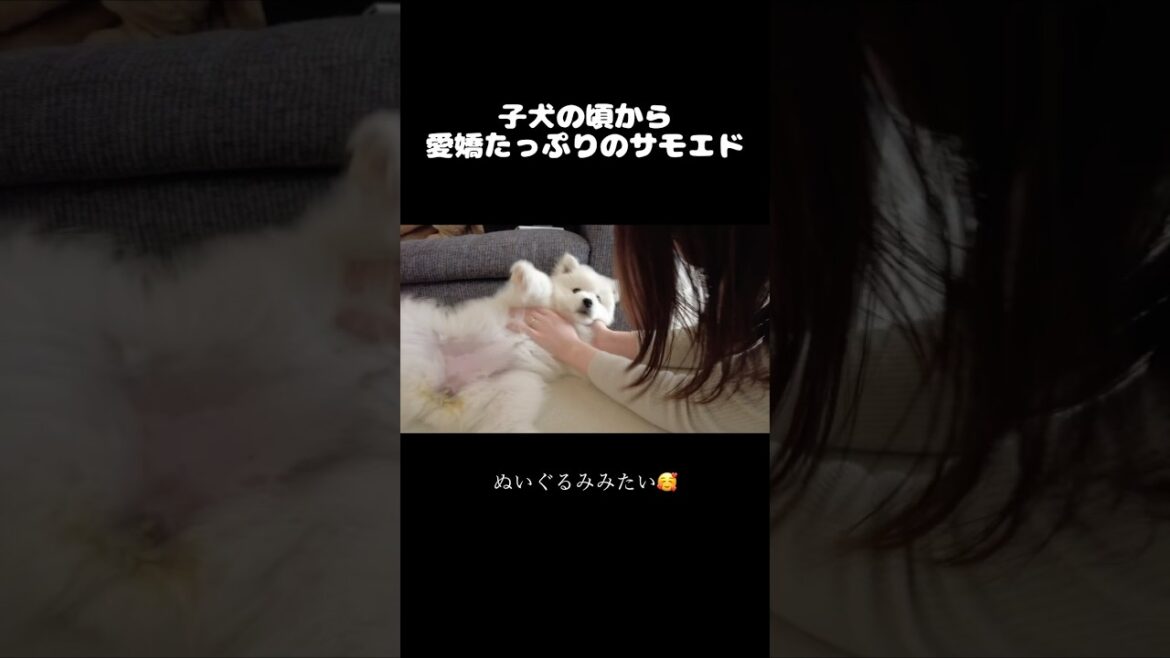 子犬のサモエドの愛嬌がかわいすぎる！コロコロ転がって飼い主を喜ばす賢い犬　#サモエド #samoyed