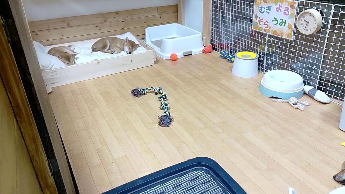 柴犬なつ！子育て生配信【生後82日】毎日何か事件を起こす子犬たち！（起こさないで～泣）