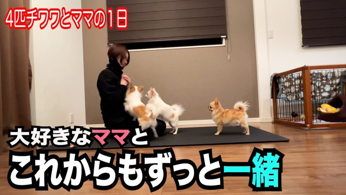 【チワワ４匹と50代ママの大忙しだけど幸せな１日】
