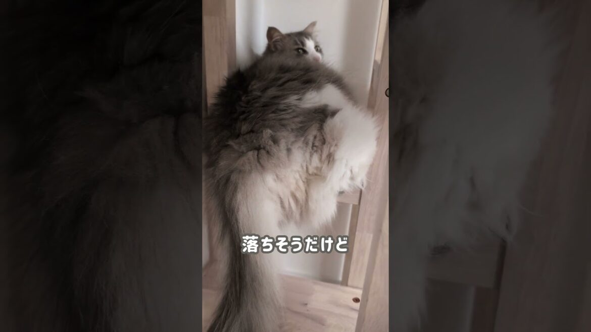 足をひっかけてでもここにいたい猫【ノルウェージャンフォレストキャット】＃Shorts