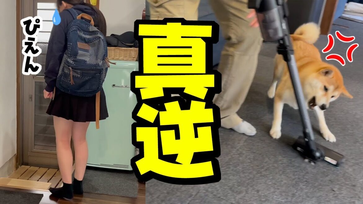 しょんぼり仕事へ行く娘と逆に冬支度で大はしゃぎする柴犬