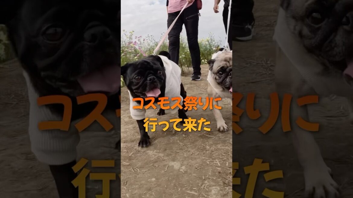 コスモス祭りに行って来た#shorts #pug #パグ #いやし #癒し #モンティラパグパグ
