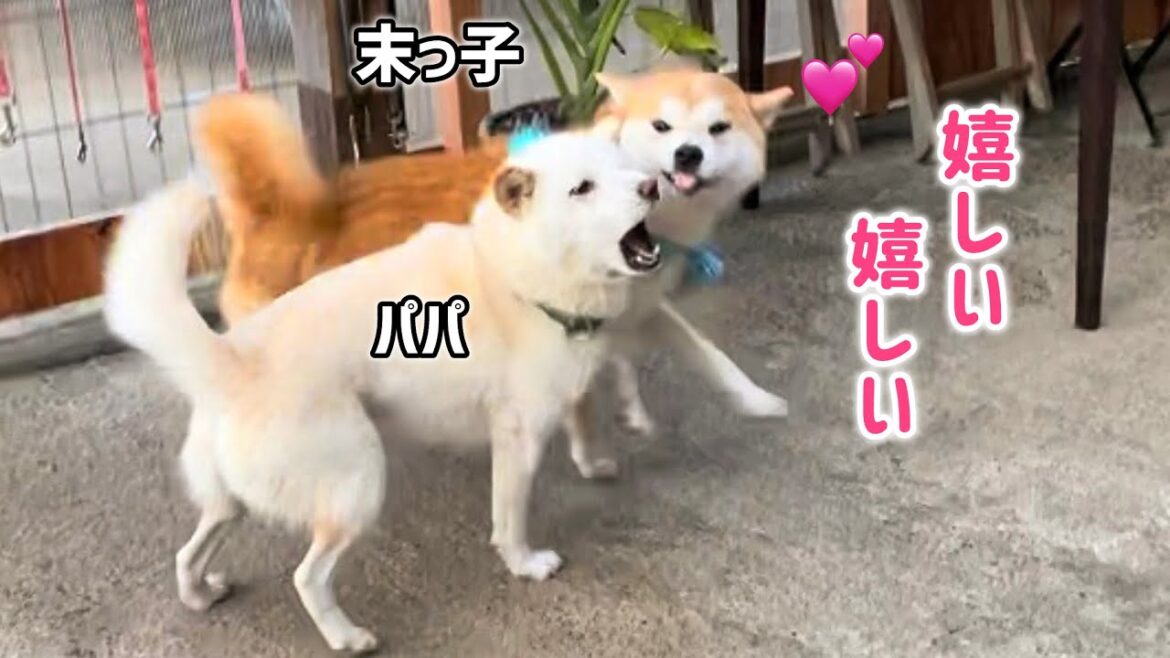 柴犬巨体末っ子憧れの白柴パパ太郎と念願のじゃれ合いができて嬉しさ爆発！