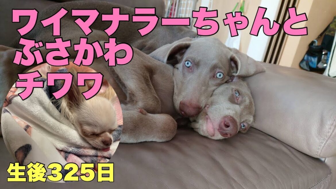 ぶさかわチワワりん。生後325日。ワイマナラーちゃん登場❤︎