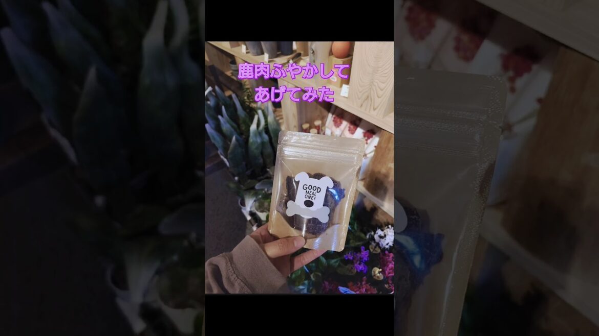 歴代一位の反応を見せた鹿肉のおやつをふやかしてあげてみた結果#キャバリア #可愛い #こいぬ #shorts#kitoのおみやげ