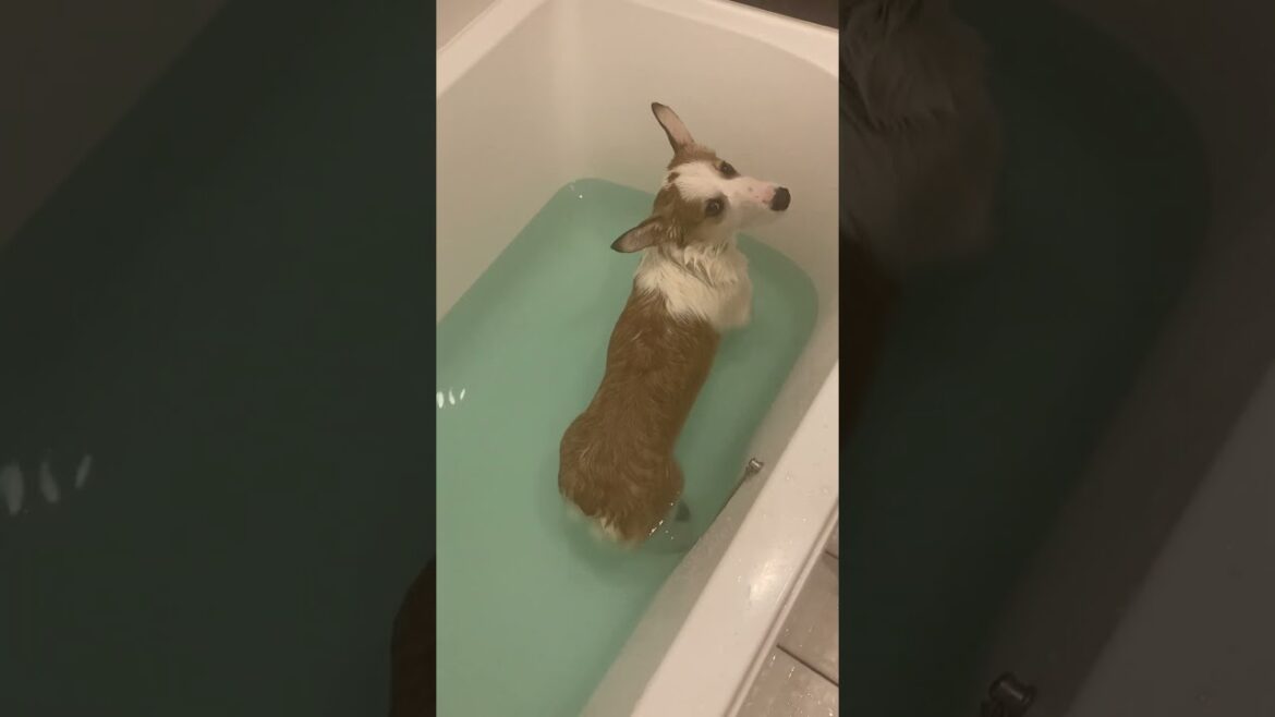 初めてのお風呂（子犬時代）　#コーギー #shorts