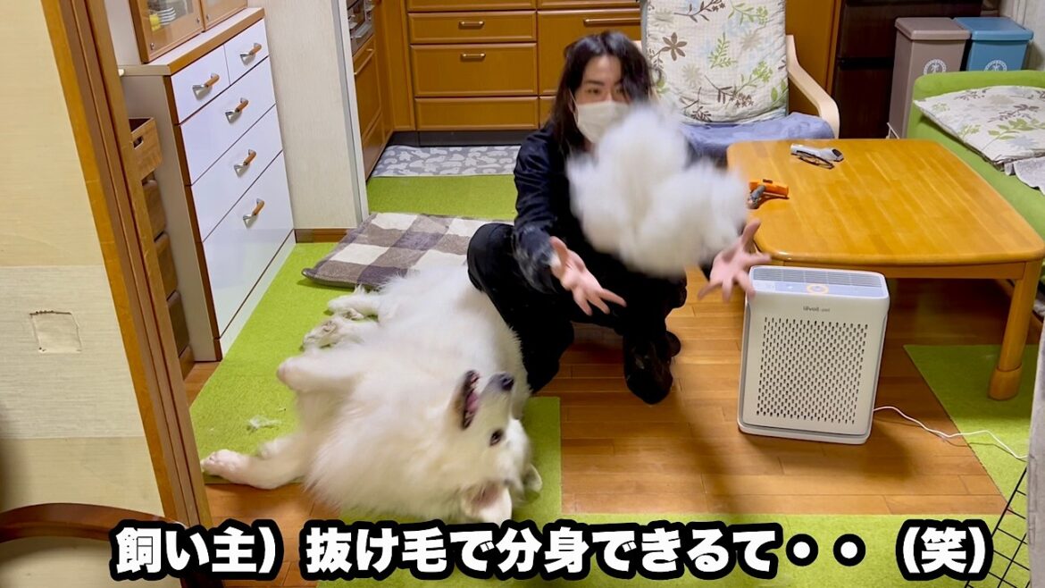 冬毛モッフモフの愛犬が抜け毛のバーゲンセールすぎて大変すぎるw【毛刈り編】