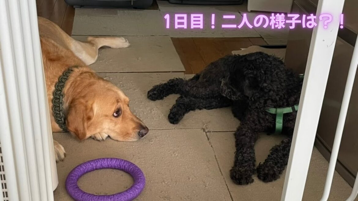 【保護犬預かり1日目】二人の様子は？！