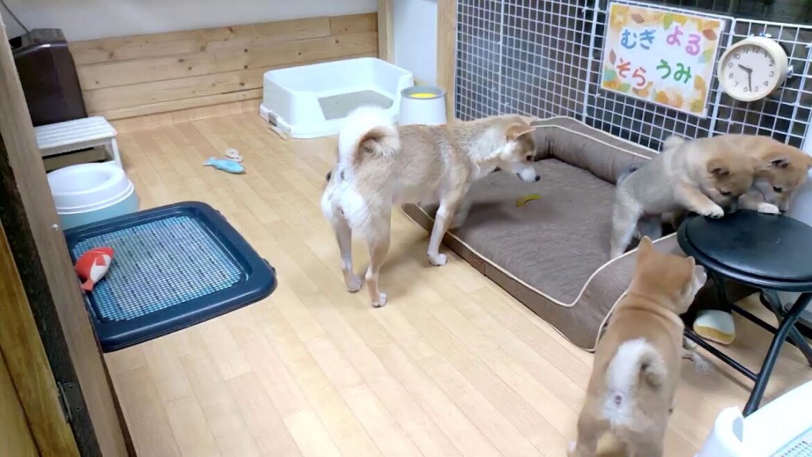 柴犬なつ！子育て生配信【生後56日】お部屋が合体してママの教育開始！沢山いろいろ学んでね！