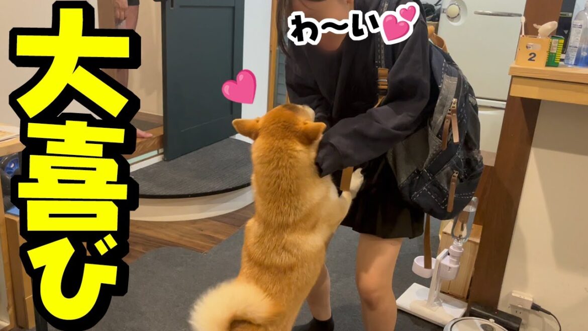 2年ぶりのコタツに娘が大喜びすると一緒になって大喜びする柴犬が可愛い 2年ぶりのコタツに娘が大喜びすると一緒になって大喜びする柴犬が可愛い
