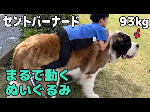 【セントバーナード】長女のお家でとと君に乗る孫が、セントバーナードみたいに大きい犬が欲しいとおねだりしてママを困らせていました。 【セントバーナード】長女のお家でとと君に乗る孫が、セントバーナードみたいに大きい犬が欲しいとおねだりしてママを困らせていました。