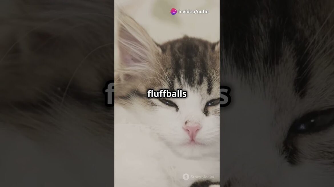 Top 5 Cutest Kitties You'll Ever See! #viral #trending #tiktok #cute #shorts #fortnite #news #cat