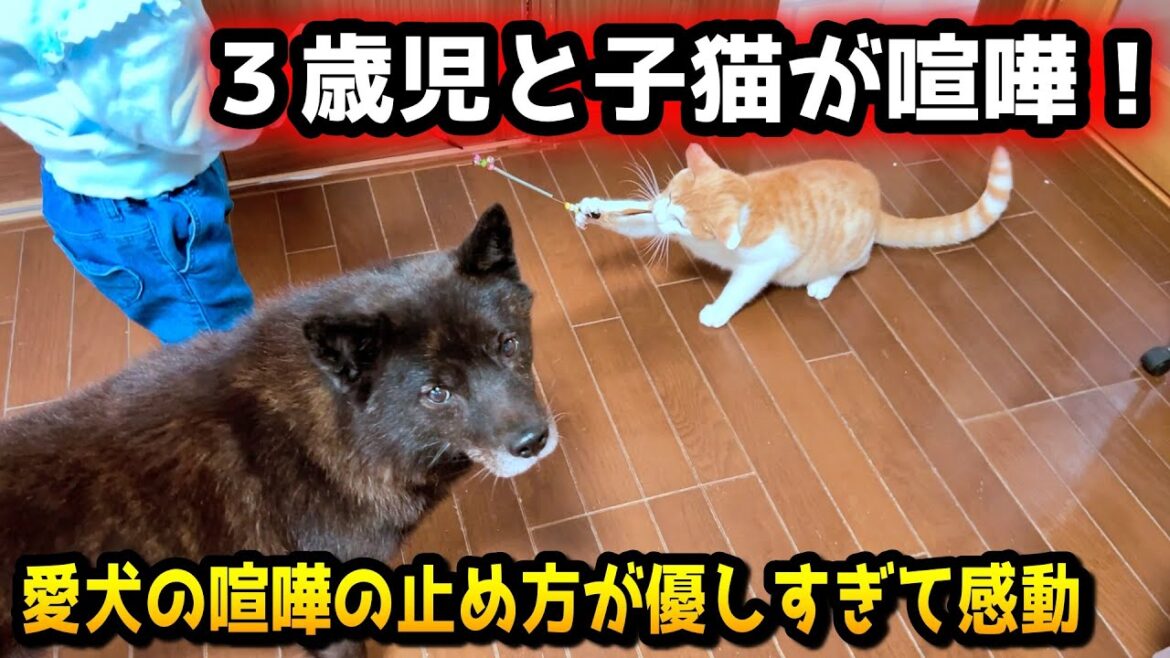 【感動】喧嘩の止め方が優しすぎる甲斐犬一休【子供vs子猫】 【感動】喧嘩の止め方が優しすぎる甲斐犬一休【子供vs子猫】