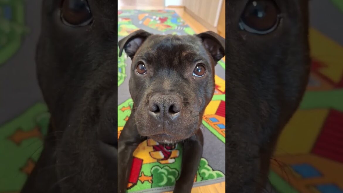 Staffordshire Bull Terrier shows that he wants to play! 🐾