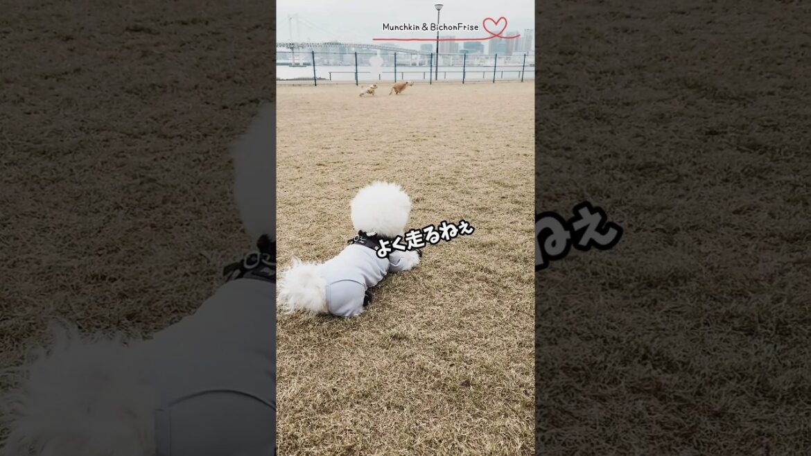 【ビションフリーゼ】ドッグランでランしないドッグの見物 【犬と猫、両方飼ってると毎日かわいい♥】