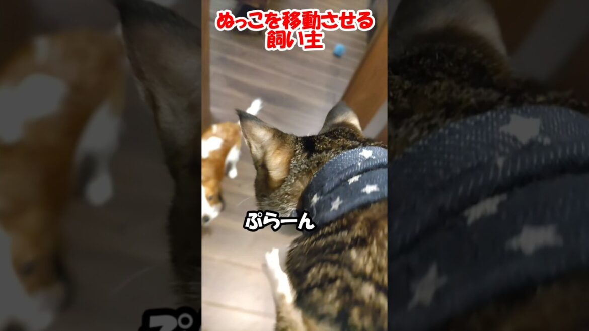 ぬっこを移動させる飼い主【保護猫】【コーイケルホンディエ】