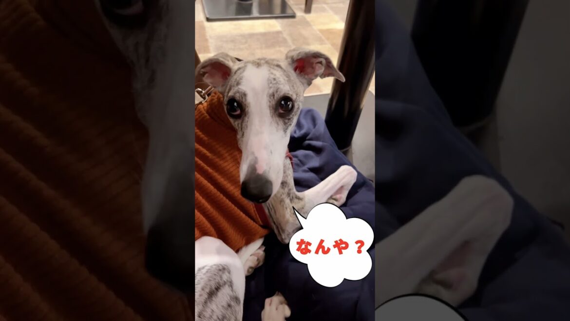 カフェデビューを果たすウィペットそなた🍴🍳 /A Whippet’s Charming Café Debut #whippet #ウィペット #わんちゃん