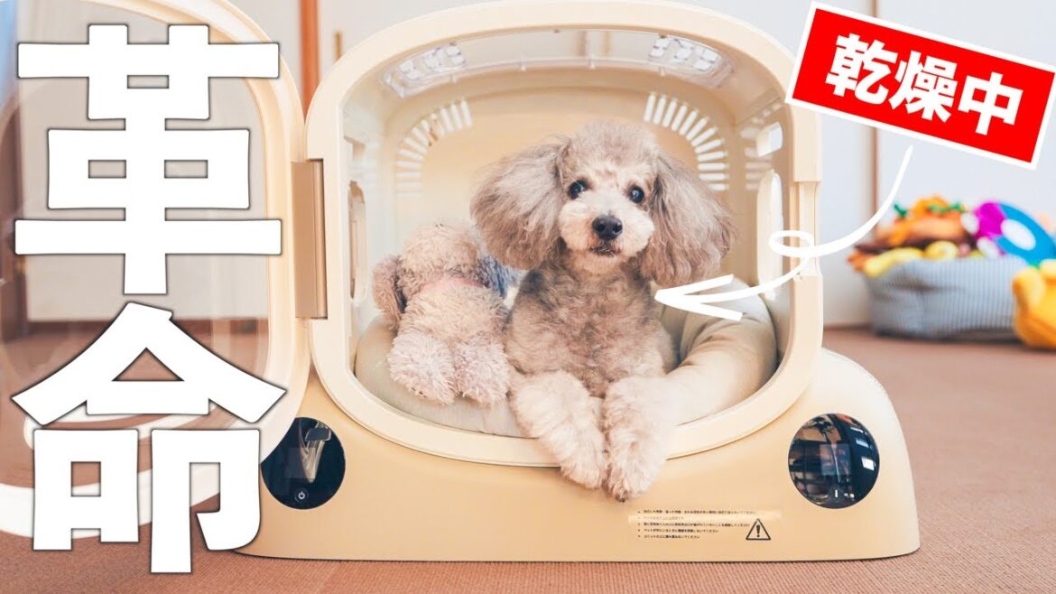 🐶あまり期待してなかったペットドライルームが凄すぎた。犬のドライヤーは機械に頼る時代へ【PetSnowy SMILEペットドライヤーハウス】 🐶あまり期待してなかったペットドライルームが凄すぎた。犬のドライヤーは機械に頼る時代へ【PetSnowy SMILEペットドライヤーハウス】