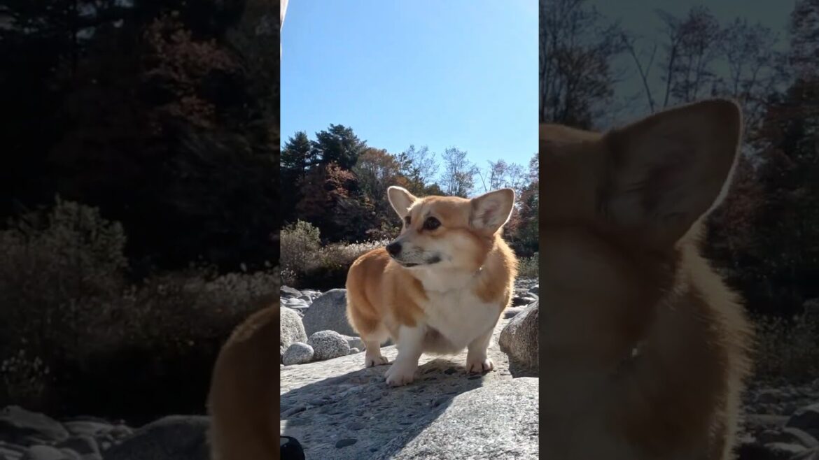河原を歩くコーギー / A corgi walking along the riverbank #コーギー #サクラ #corgi