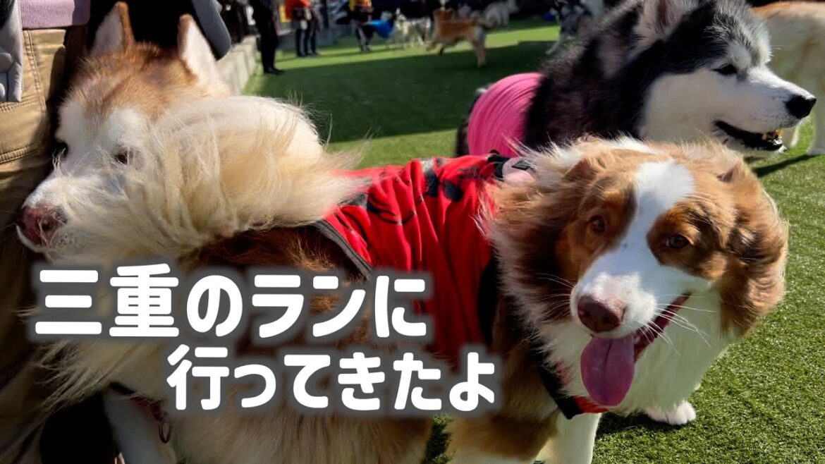 三重のドッグランで大騒ぎ！ハスキーとオーストラリアンシェパードの楽しすぎる一日