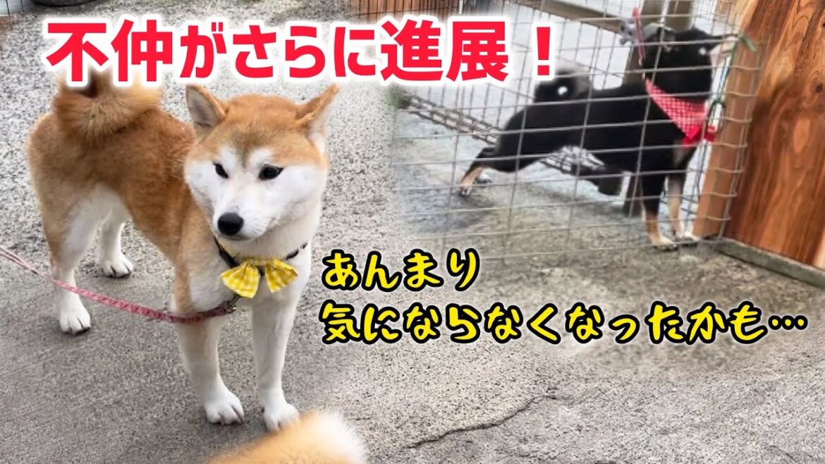 柴犬不仲コンビにまた進展がありました！ゆずりんご