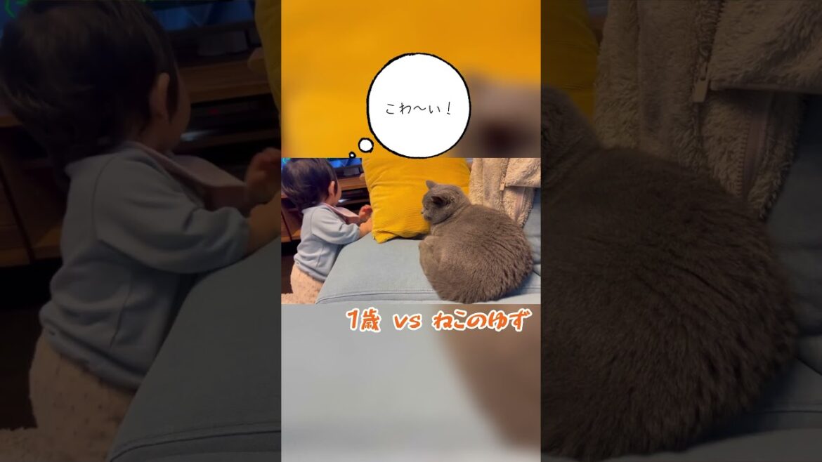 1歳が猫パンチをくらう瞬間【シャルトリュー/Chartreux cat】 #shorts #twins #cat