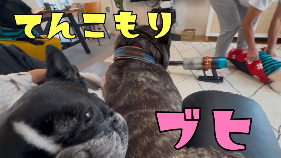 フレンチブルドックが家に6頭いるってどんな感じ？～何気ない日曜日の朝編～