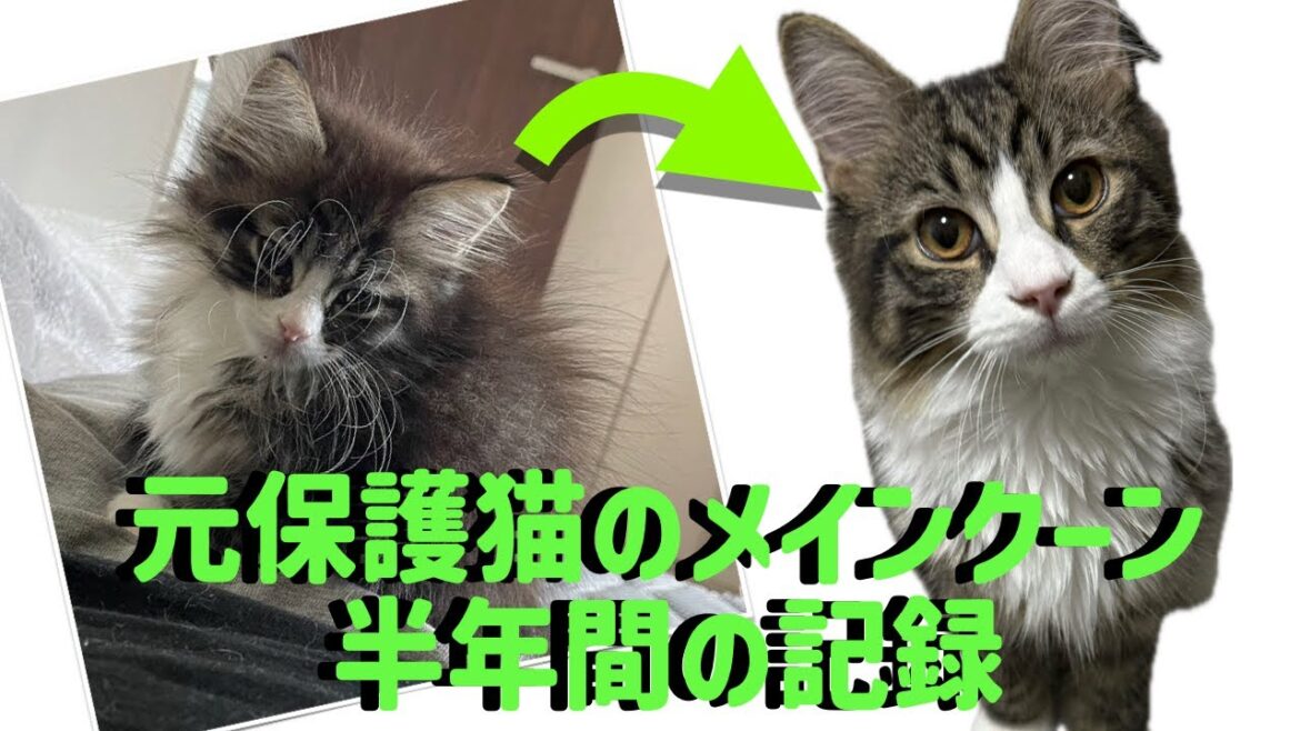 【元保護猫】2ヶ月の子猫が7ヶ月になるまで#メインクーン