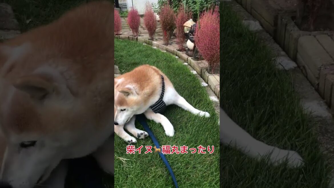 柴犬と庭のコキア #柴犬 #散歩 #コキア