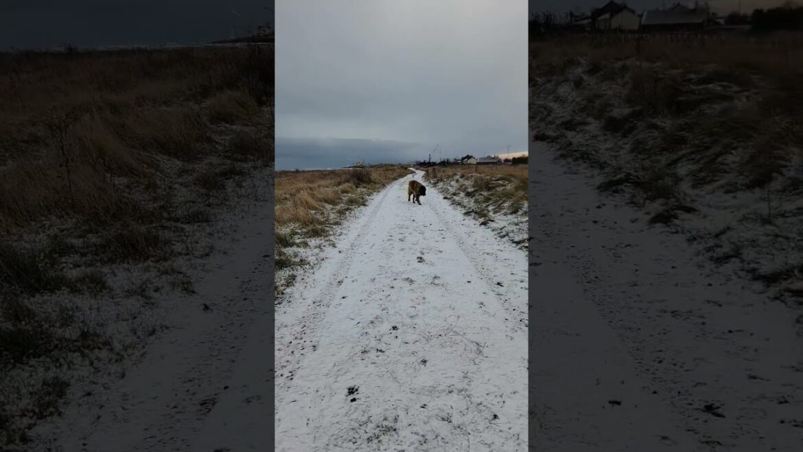 A BEAUTIFUL WINTERS DAY IN NORTHUMBERLAND WITH A BEAUTIFUL LEONBERGER #leonberger #dog #snow