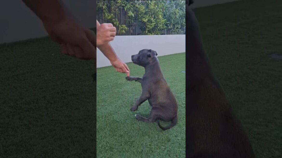 Staffy Bilingual training. #puppy #staffy@MillieBlueEnglishStaff #english #polish