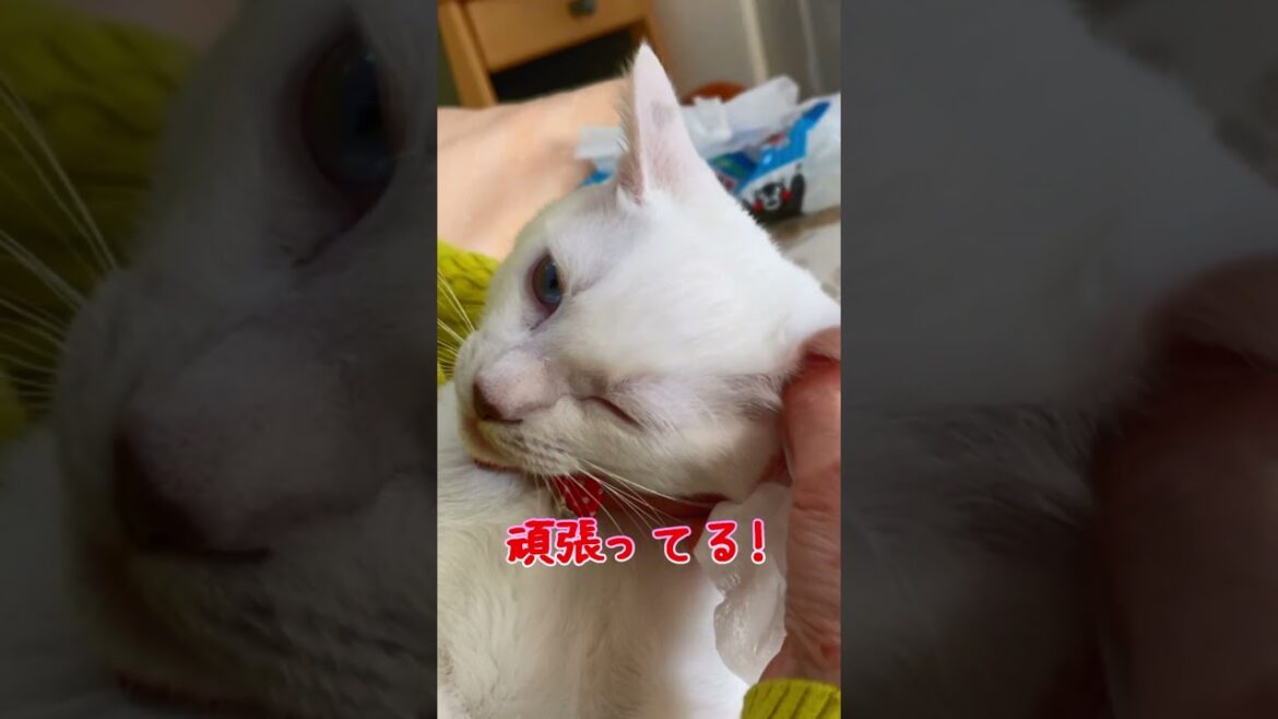 ママに汚れた体を拭かれる赤ちゃん猫が良い子すぎる集