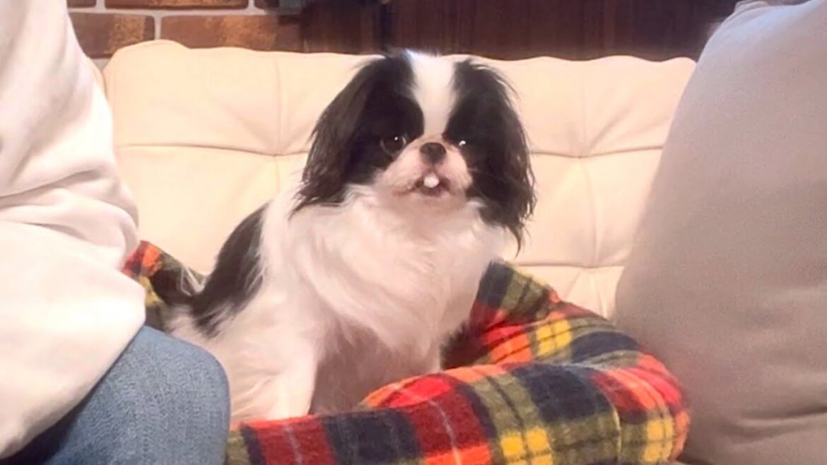 【悲報】怖いテレビを観てる犬にオヤツあげたら喉を通らずお漏らししちゃった...
