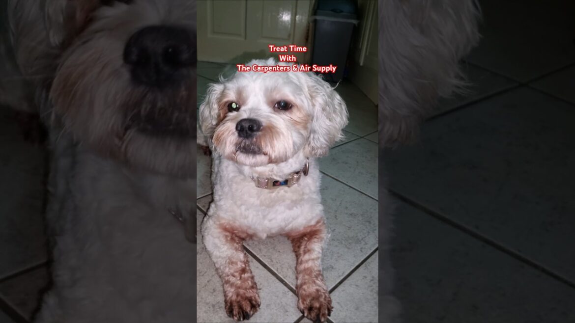 Treat Time with Air Supply & the Carpenters 😍