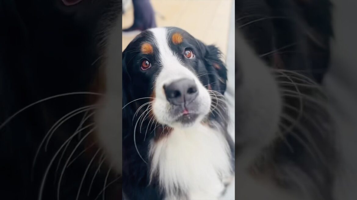 美味しい匂いに釘付け！バーニーズと鎌倉散歩🐾