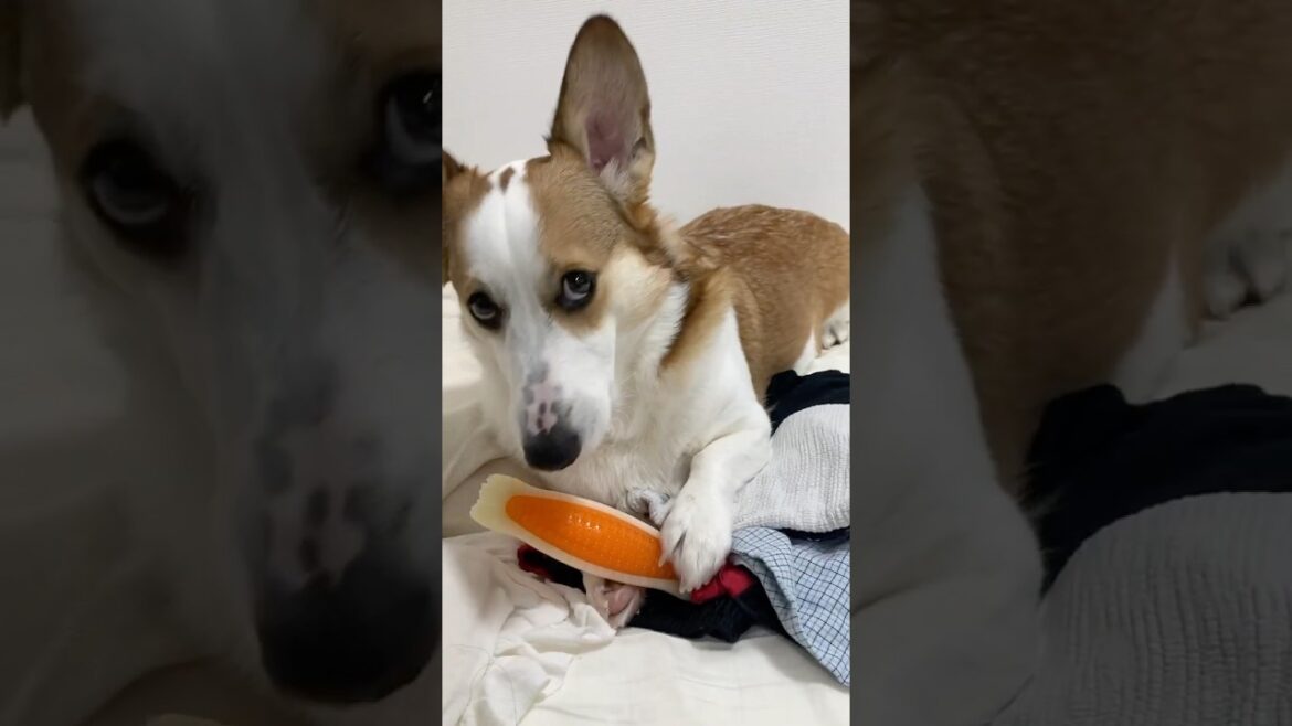 犬のいる暮らし#corgi#shorts