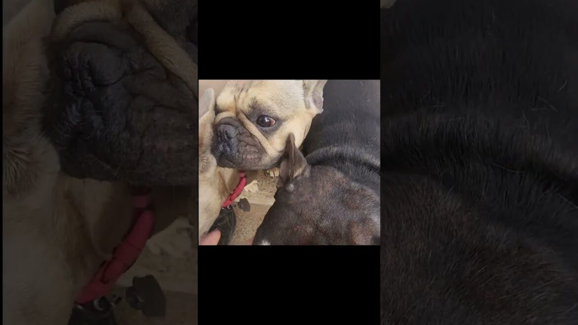 French Bulldog Trio's ritual greeting in the morning -- just saying hello!  #cute #pets #funny #dogs