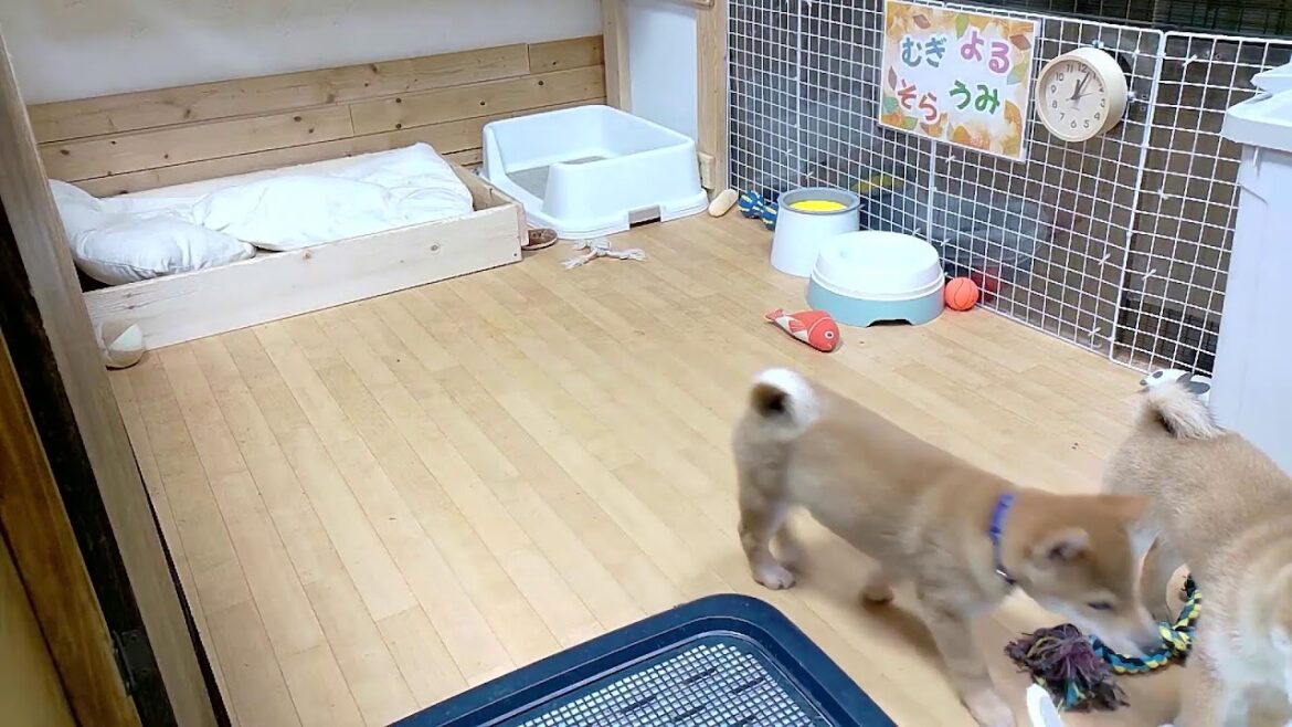 柴犬なつ！子育て生配信【生後83日】新しいおもちゃのロープ導入しました！