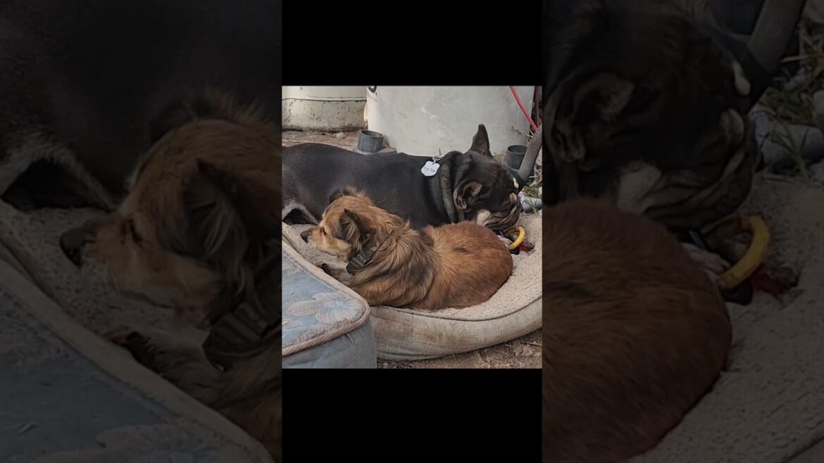 Frenchie Bulldog sharing the bed space with a Tibetan Spaniel #dogs #dogpack #frenchie #tibetan