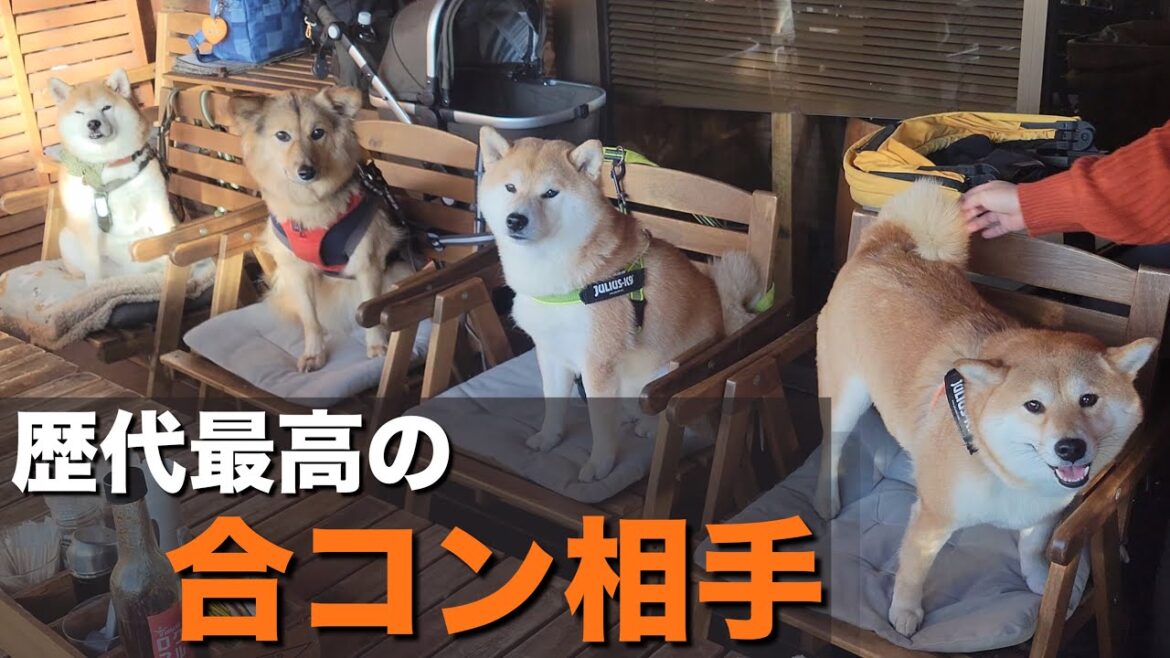 これが合コン相手なら全員お持ち帰り確定の「柴犬の犬友食事会」