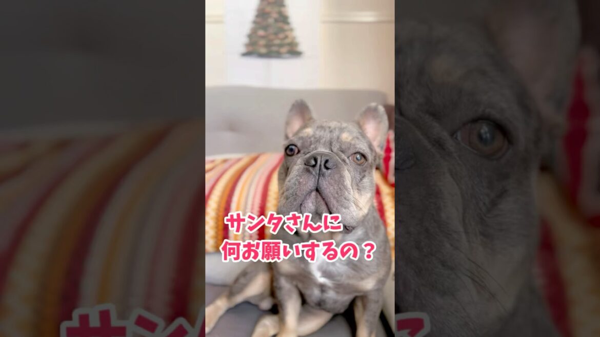 何が欲しいか聞いてみたw #shorts #フレブル #フレンチブルドッグ