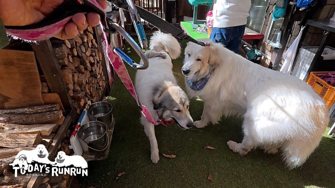 なかなか車に乗らないので...リードで連れて行かれたアランとベルです　Great Pyrenees　グレートピレニーズ