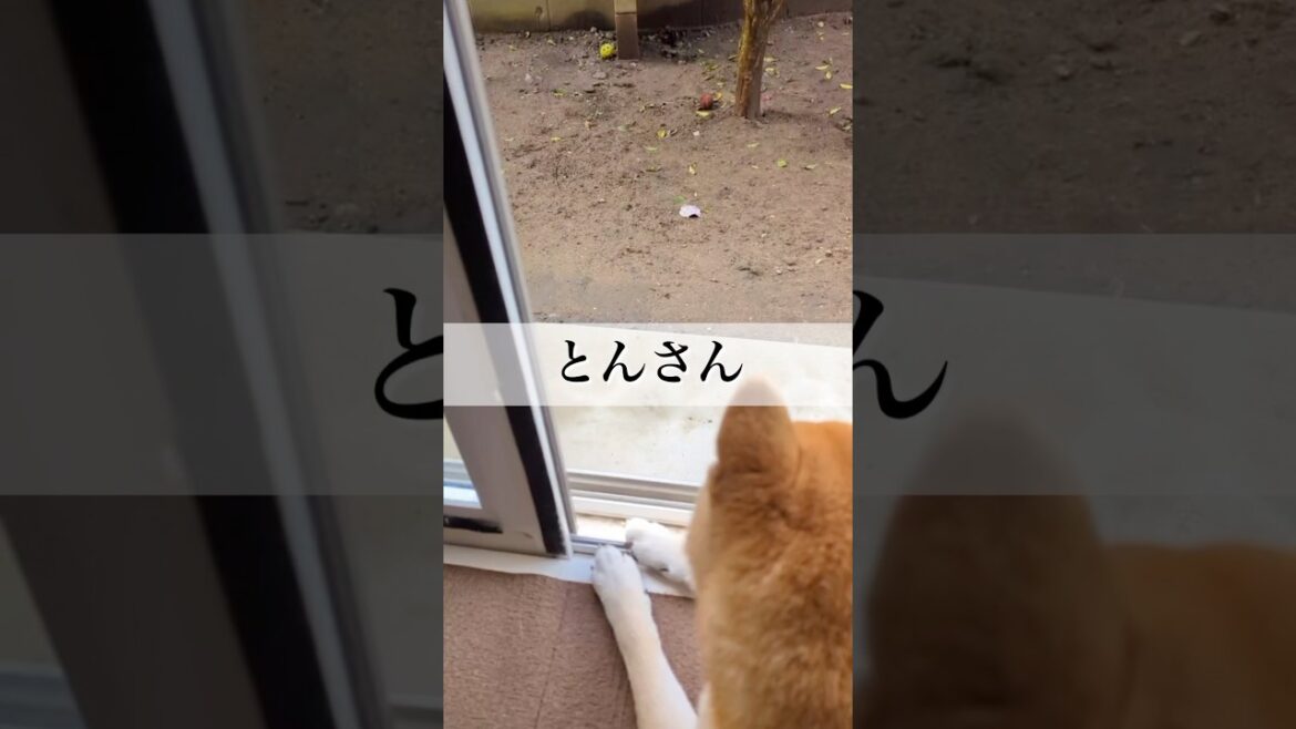 『とんの家から′24 即刻』 #柴犬 #柴犬とん 『とんの家から′24 即刻』 #柴犬 #柴犬とん