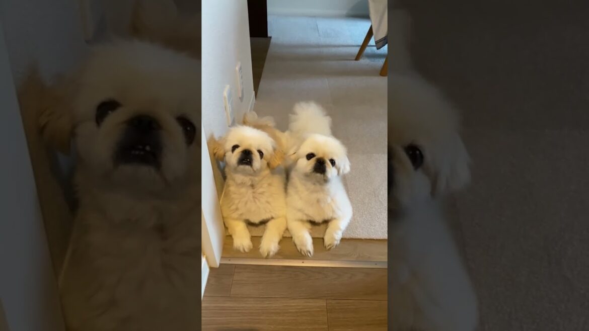 【ペキニーズ】振り返るとそこには…ペキニーズのゆきとましろ